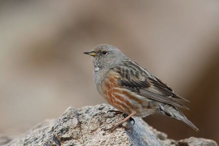Альпийская завирушка (Prunella collaris)