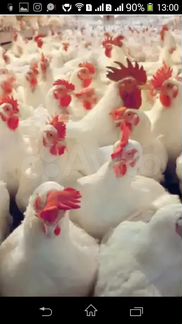 Куры Коралл ник