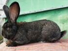 Кролик породы Фландр объявление продам