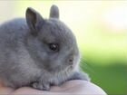 Кролики карликовые из питомника