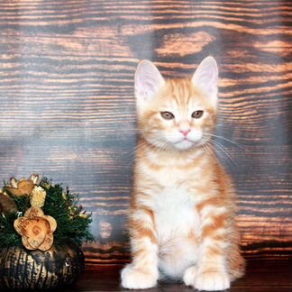 Очень сладкий котик в огненно золотой шубке