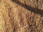 Зерно, пшеница объявление продам