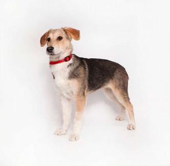 Щенок ищет дом