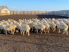Овцы матки объявление продам