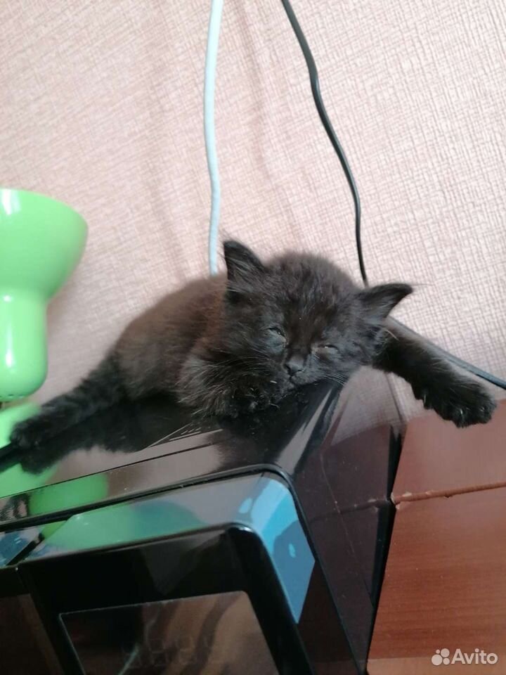 Котенок в добрые руки