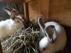 Кролики породистые и обычные объявление продам