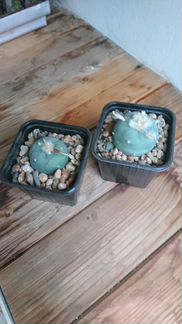 Диффуза / фричи. Кактус. Сукуулент