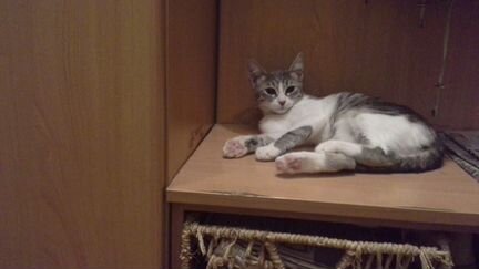 Кошка