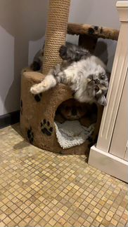 Кошки помогите