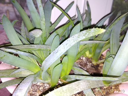 Алоэ древовидное и алоэ-вера для выращивания