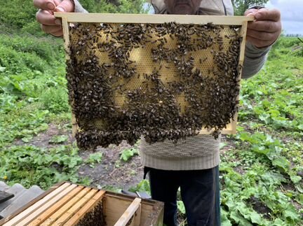 Пчёлы - фотография № 2
