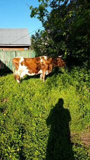 Корова синтеминталка телка 16 мая 2021 го - фотография № 2