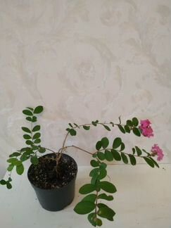 Лагерстремия цветущая,Фагрея, Брунфельсия, Фикус