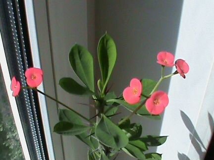 Молочай классический