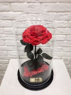 Роза в Колбе