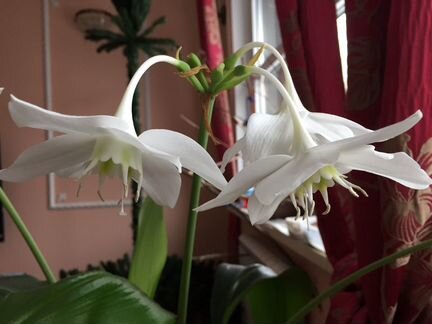 Амазонская лилия