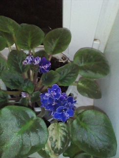 Продам листики фиалки с корнями