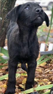 Щенки в добрые руки