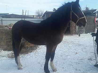 Продажа лошадей на авито в омской области. Сколько стоят жирибенки. Купить лошадь в Омске и Омской области.