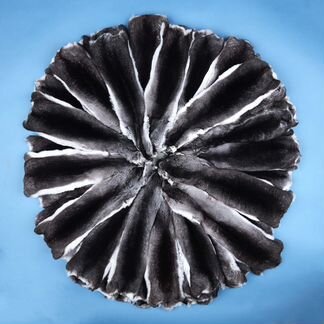 Шкурки из шиншиллы, высшая категория, венгрия