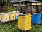 Пчелосемьи пчёлы ульи