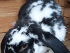 Кролики породы французский баран объявление продам