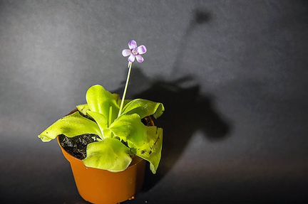 Жирянка тина (горшок 9см)