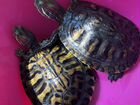 2 красноухие черепахи (+аквариум 62 л и фильтр)