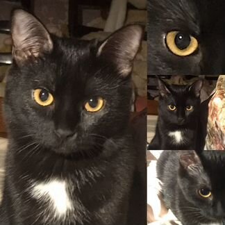 Кошка на вязку с золотой шиншиллой