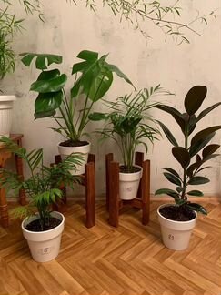 Декоративные растения для дома и офиса