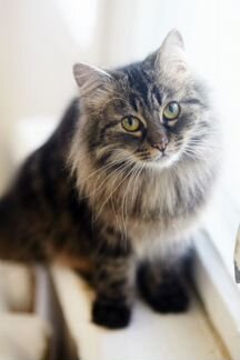 Кошка Сиберия 3 года