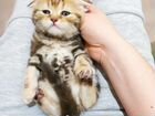 Шотландские котята страйт и фолд объявление продам
