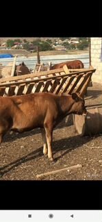 Корова телята и бычки - фотография № 7