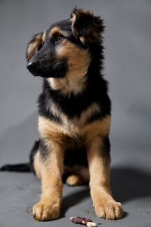 Крупный щенок в добрые руки