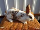 Кролики, крольчихи, крольчата и др объявление продам
